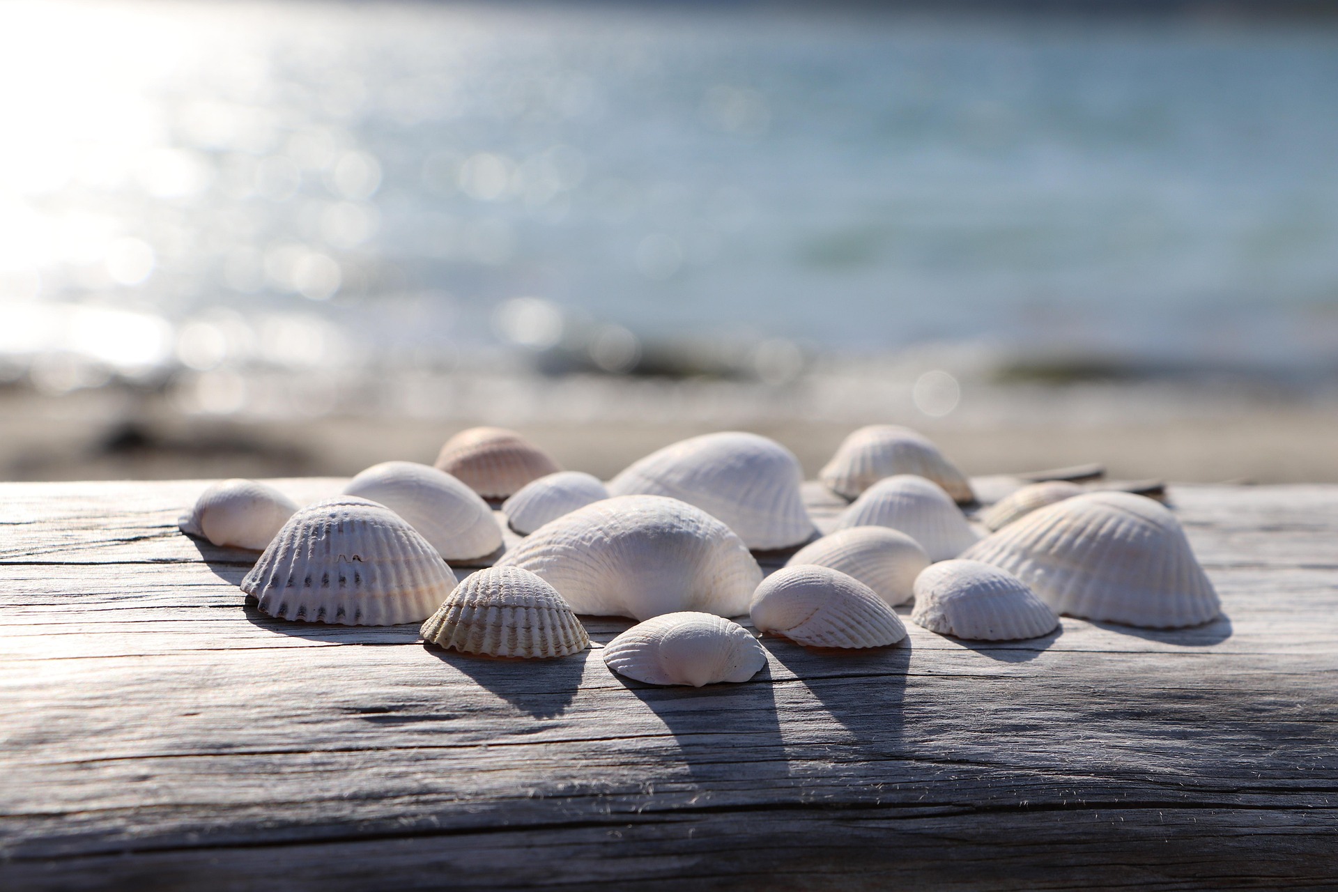 wflore-shells-4395609_1920